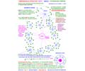 Dimensionale Struktur: Geist � Seele � physischer K�rper